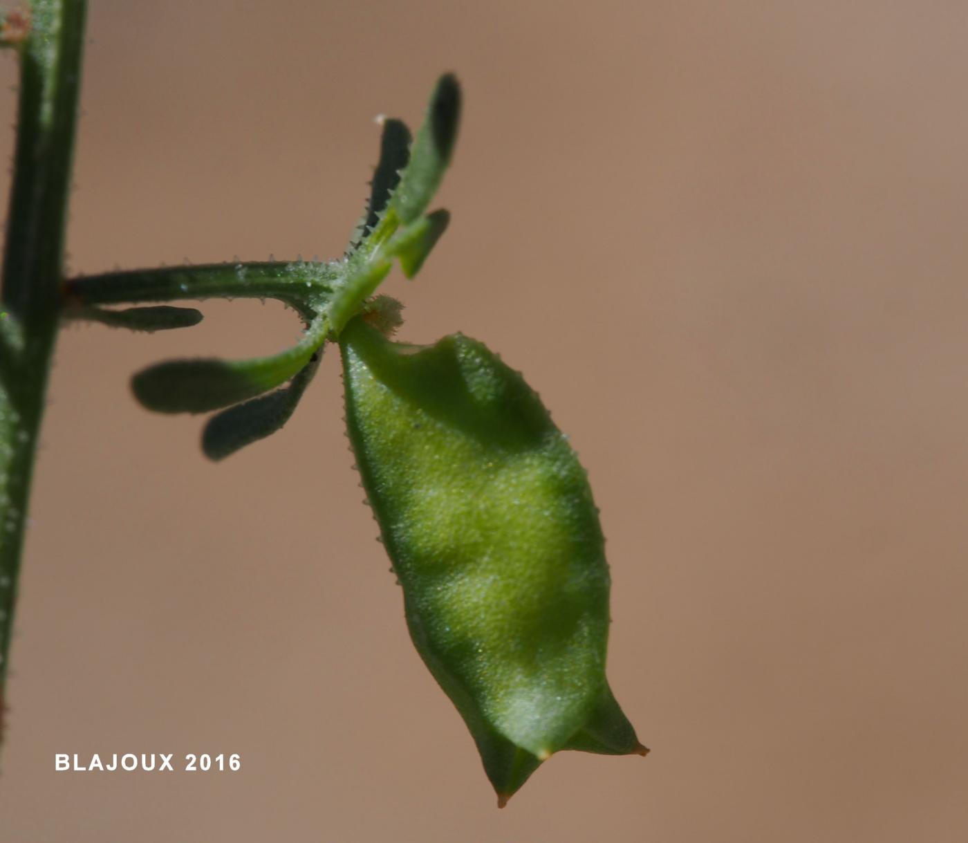 Mignonette, Corn fruit